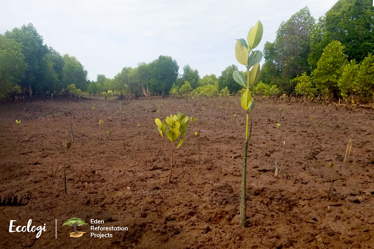 Reducing Your Carbon Footprint: Why Choosing a Sustainable Sofa Matters